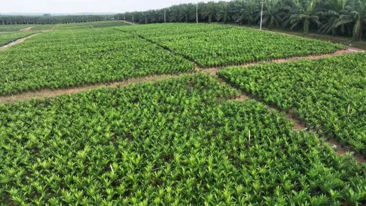 Holding Perkebunan Nusantara melalui PTPN IV PalmCo Akselerasi Peremajaan Sawit Petani di Riau Perkuat Implementasi Program B50